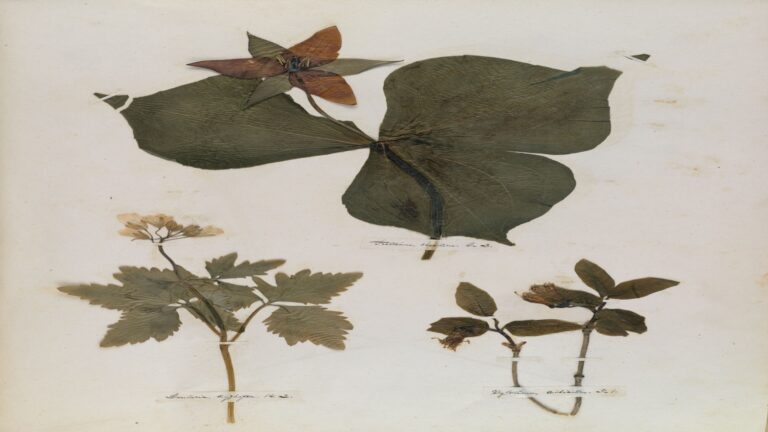 Could I but ride indefinite