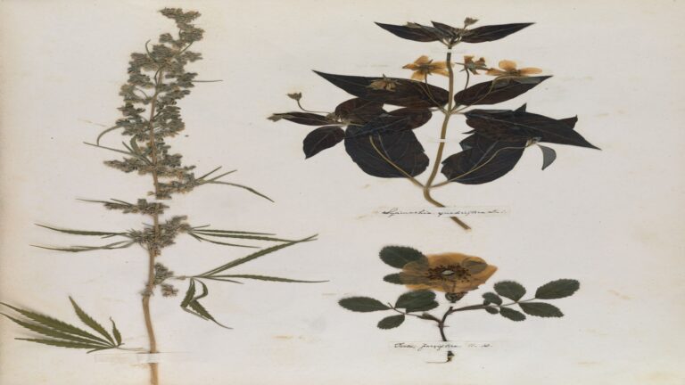 I felt a funeral in my brain